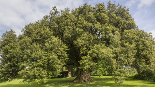 The Holm oak at Westbury Court Garden, thought to be over 400 years old, Gloucestershire.